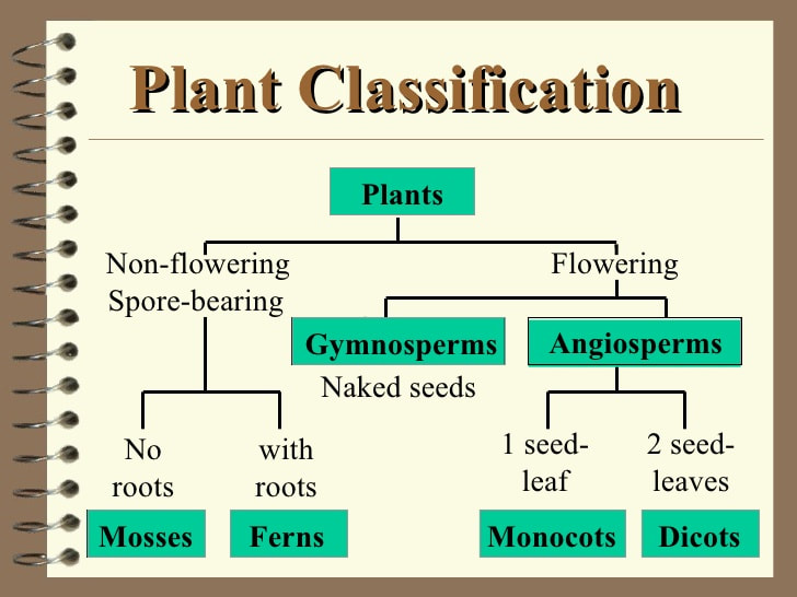 Classification - Peeples Elementary 5th Grade Website